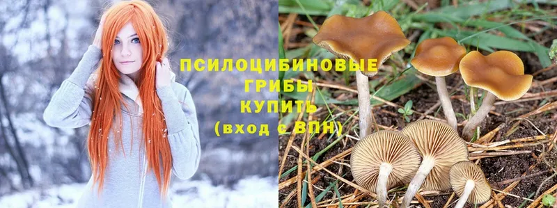 Псилоцибиновые грибы Psilocybine cubensis  наркошоп  Белореченск 